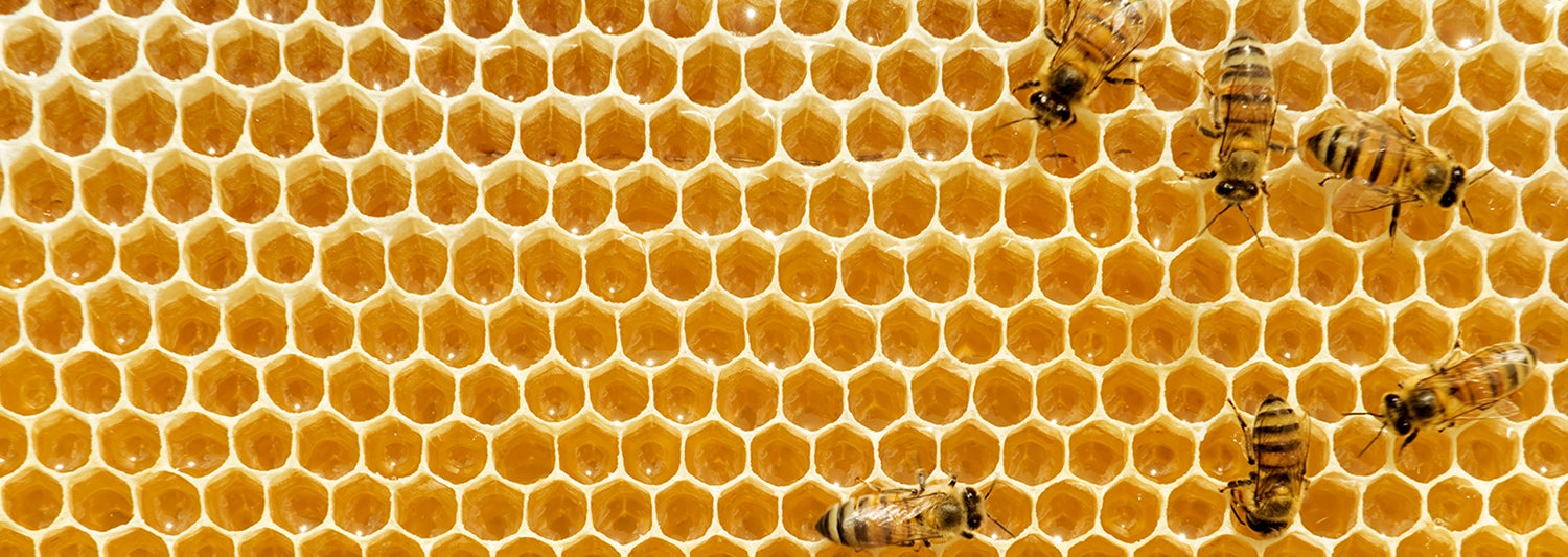 Las abejas son una fuerza indispensable para la naturaleza ¿Cómo podemos cuidarlas?
